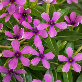 Catharanthus roseus 'Sunfs 82311' 