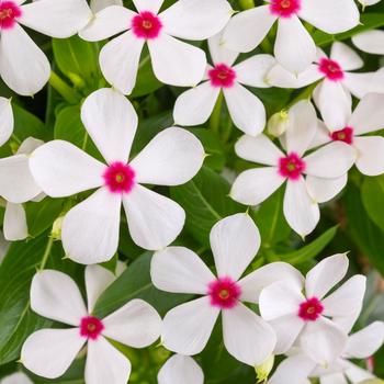 Catharanthus roseus Starfish™ 'Coconut'