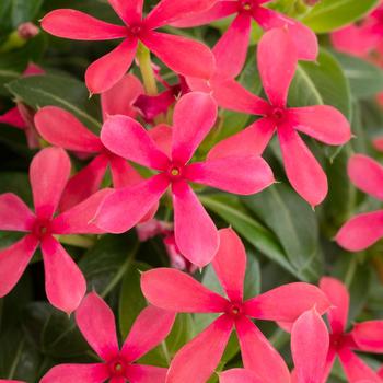 Catharanthus roseus 'Eld stjarna' PP30767