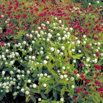 Gomphrena 'Pink Zazzle' 