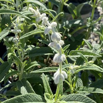 Salvia leucantha 'White Mischief' 