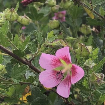 Anisodontea 'Tara's Pink' 