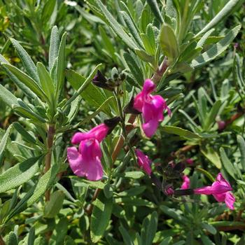 Salvia clevelandii 'Winifred Gillman' 