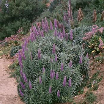 Echium candicans