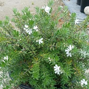 Westringia fruticosa 'WES05' 