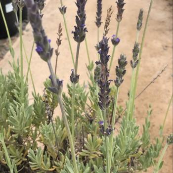 Lavandula x heterophylla