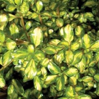 Coprosma 'Lemon and Lime' 