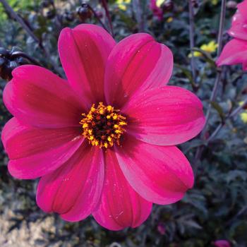 Dahlia variabilis '71850-05' 