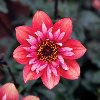 Dahlia Mystic Flares™ 'Dynamite'