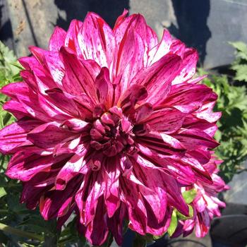 Dahlia Painter™ 'Berry Impressions'