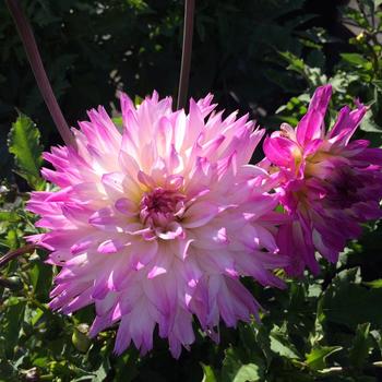 Dahlia 'Pink Kisses' 