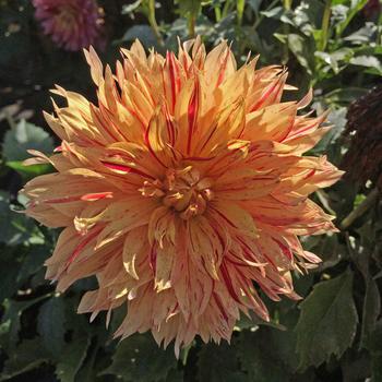 Dahlia 'Sunfire' PP30032