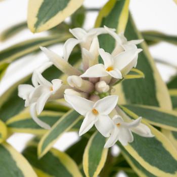 Daphne x transatlantica 'Blafra' 