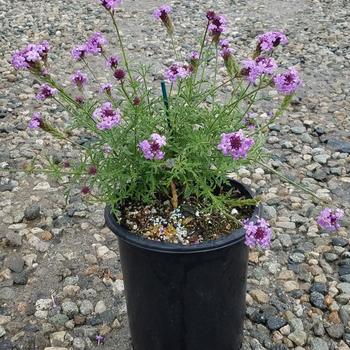 Verbena lilacina 'De La Mina' 