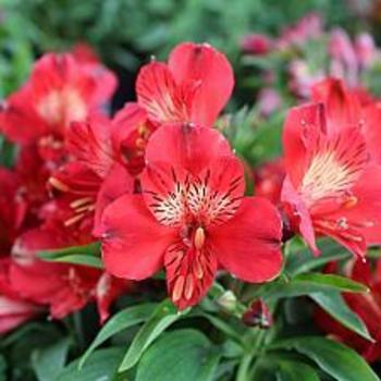 Alstroemeria 'Fire' 