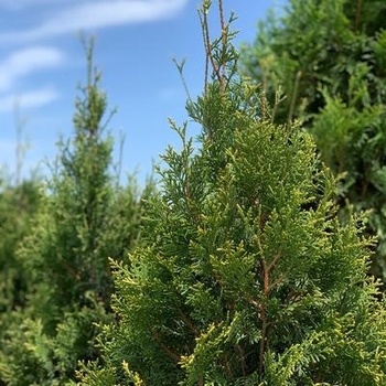 Thuja plicata 'Emerald Teardrop' 