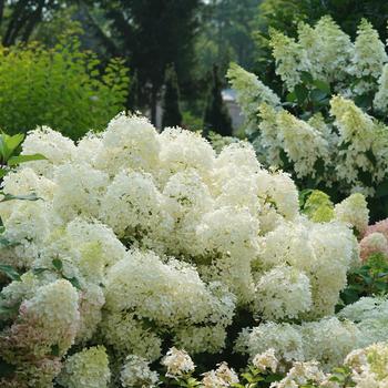 Hydrangea paniculata 'Puffer Fish®'