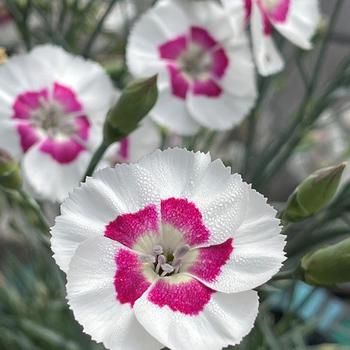 Dianthus allwoodii American Pie® 'Berry a la Mode'