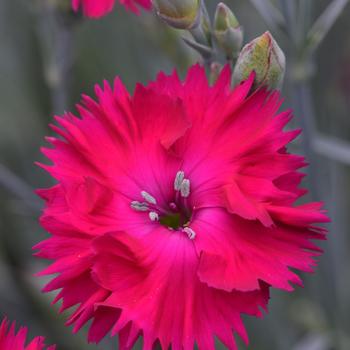 Dianthus 'Pie168' 