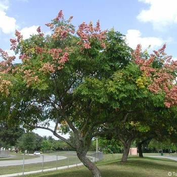 Koelreuteria bipinnata