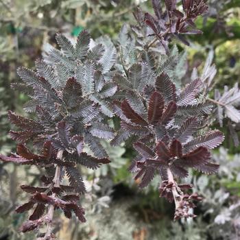 Acacia baileyana 'Purpurea' 