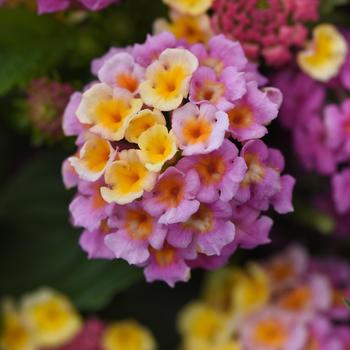 Lantana camara Lucky™ 'Pink'