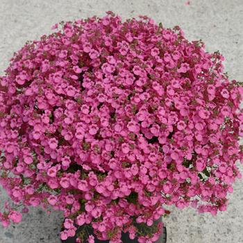 Diascia 'Little Dancer' 