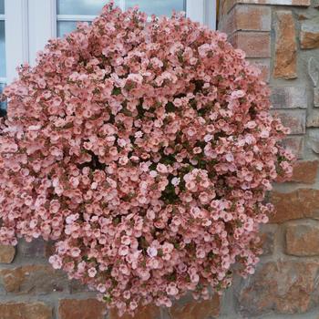 Diascia 'Little Dazzler' 