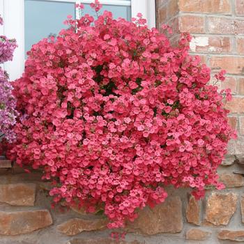 Diascia 'Pender' PP17180