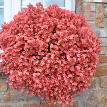 Diascia 'Pendrif' 