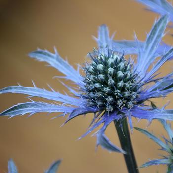 Eryngium x zabelli 'Blue Waves' 