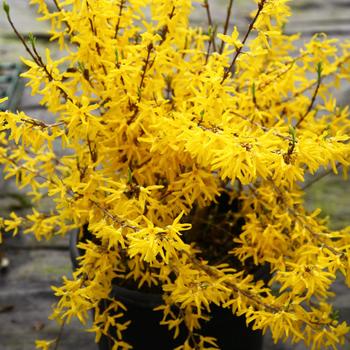 Forsythia x intermedia 'Discovery' 