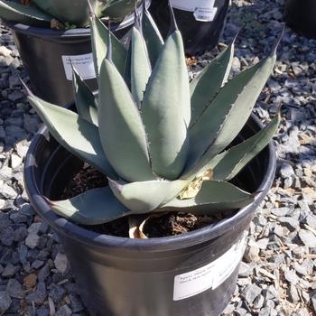 Agave 'Sharkskin' 