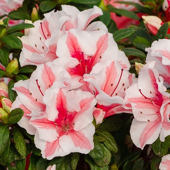 Rhododendron 'Roblev' PP25046