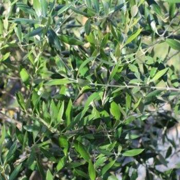 Olea europaea 'HidShurtleff' 