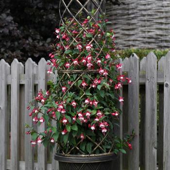 Fuchsia Towers of Flowers® 'Skyrocket' PP32933