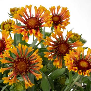 Gaillardia 'Fanfare Amber Glow' 