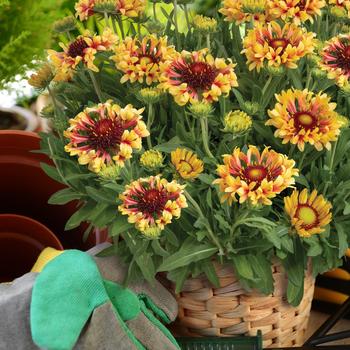 Gaillardia Realflor® 'Fanfare Showtime' (216997)