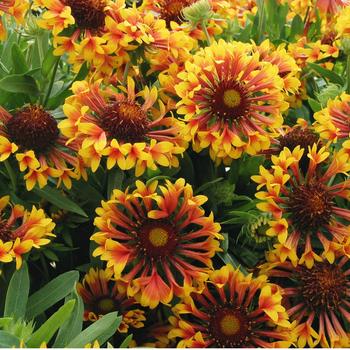 Gaillardia 'Fanfare Showtime' 