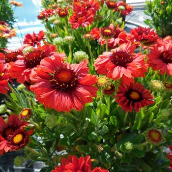 Gaillardia Realflor® Compact 'Sunset Celebration'