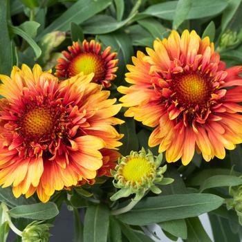 Gaillardia Realflor® SM 'Sunset Orange Ruffles'