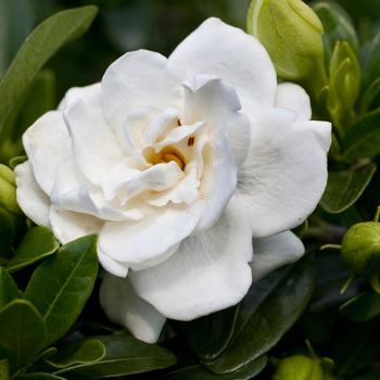 Gardenia augusta 'Crown Jewel' PP19896