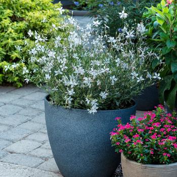 Gaura lindheimeri Flutterby Fountains™ 'Silver Fountain'