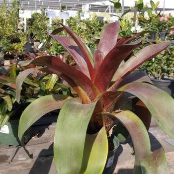 Neoregelia 'Magnifica' 