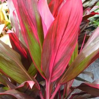 Cordyline fruticosa 'Florica Red' 