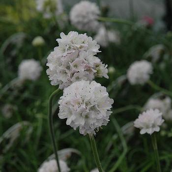 Armeria 'White Stout' 