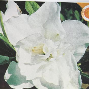 Rhododendron indica 'Alaska' 