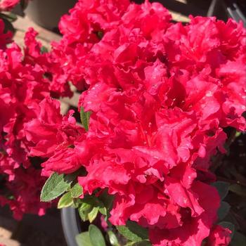 Rhododendron Glenn Dale hybrid 'Red Bird' 