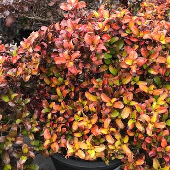 Coprosma repens 'Pina Colada' PP21032