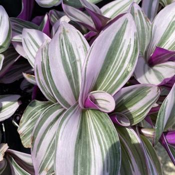 Tradescantia albiflora 'Nanouk' 